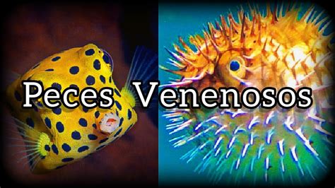 Los 10 Peces Más Venenosos Y Peligrosos Del Mundo Youtube