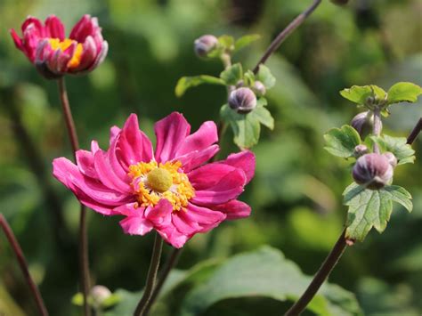 Japan Herbst Anemone Bressingham Glow Für Deinen Garten