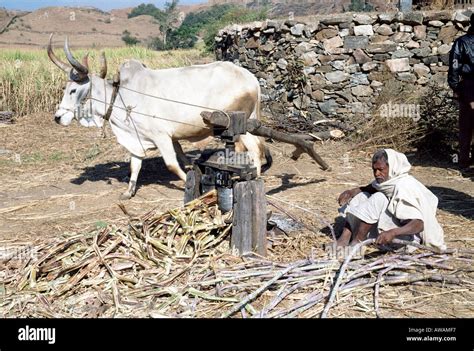 INDIA - sugar cane farming Stock Photo - Alamy