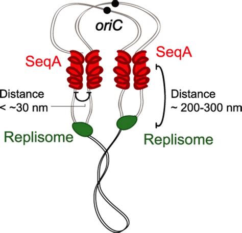 Model Of SeqA Protein Trailing The Replisome Illustration Of The Two