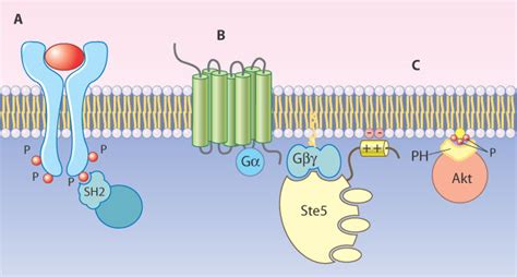 Building Signaling Complexes At The Membrane Science S Stke