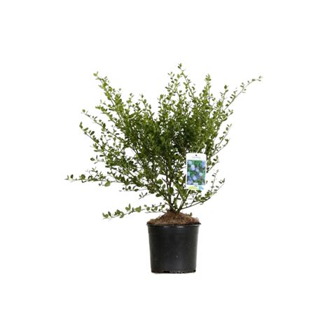 Céanothe thyrsiflorus skylark Ceanothus thyrsiflorus skylark Pot 3L