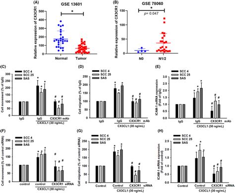 Cx Cl Upregulates Cell Motility And Icam Expression Via Its Receptor