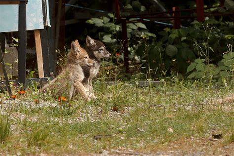 Coyote Pups! | Ibycter