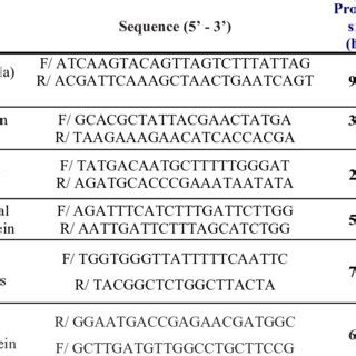 Figure2 Detection Of PCR Amplified Products Of Virulence Genes Lane 1