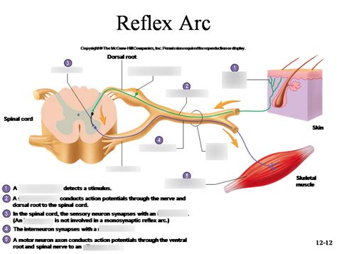 Reflex Arc Diagram Quizlet