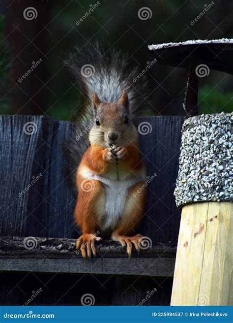 Squirrel Eats Nut From The Feeder On The Fence Stock Image Image Of