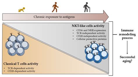 Ijms Free Full Text Natural Killer T Like Cells Immunobiology And