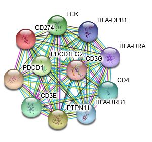 Pd L B H Protein Overview Sino Biological