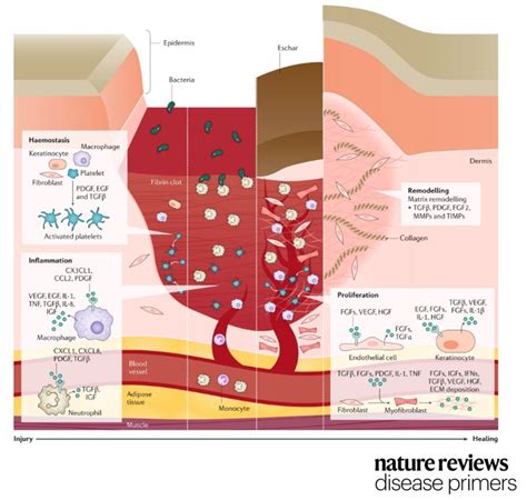 Nature Reviews Disease Primers On Twitter Our New Primer On