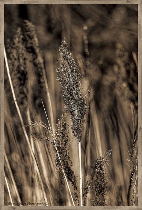 Fotoselectie Pluim Riet Pluimriet Zeeland Koren Flickr