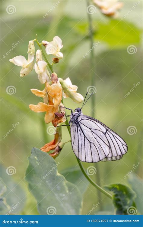 Borboleta Branca Repolho Em Flores Laranja Jardinagem Pragas De