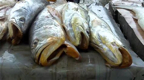 Guyana Fish Market Youtube