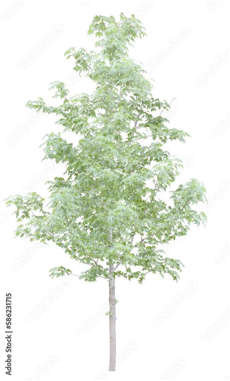 Real Tree Cliparts Tree Overlays Png Realistic Look Green Tree