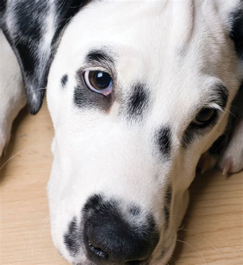 Learn About The Dalmation Dog Breed From A Trusted Veterinarian