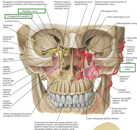 Head and Neck Anatomy: Pterygopalatine Fossa