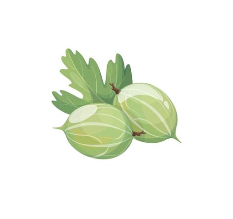 Premium Vector Vector Realistic Cartoon Gooseberry Icon Gooseberry