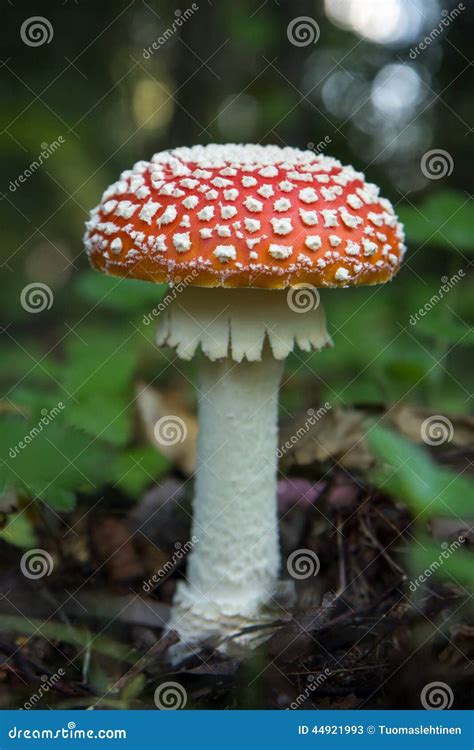 Zbli Enie Jadowita Amanita Muscaria Pieczarka Komarnicy Bed Ka Obraz