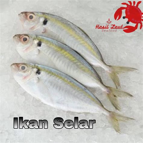 Jual Ikan Selar Kecil 1 Pack 500 Gram Shopee Indonesia