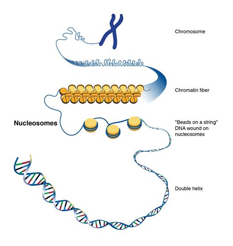 Nucleosome