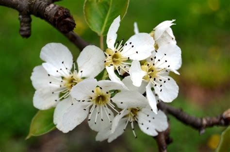 Free Images Nature Branch Blossom Fruit Flower Petal Bloom