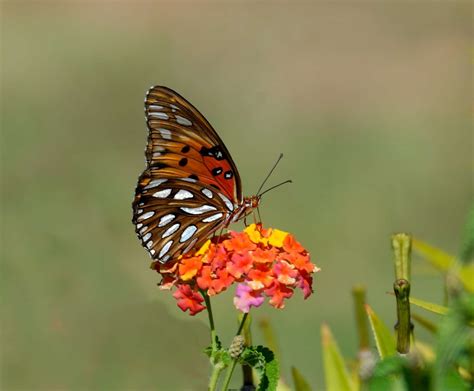 Bloom Blossom Butterfly Flora Flowers Insect Macro Plant