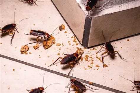 How To Naturally Keep Cockroaches Away From Your Home KahawaTungu