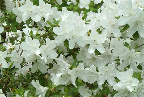 Fotos Gratis Rbol Naturaleza Rama Flor Blanco Primavera