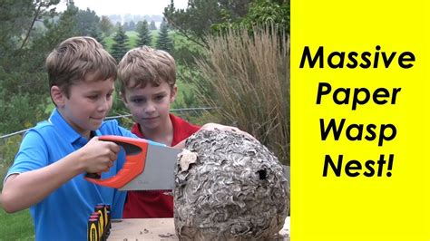 Paper Wasp Nest Cut Open Youtube