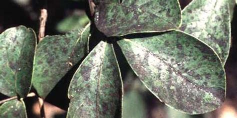 Crepe Myrtle Problems