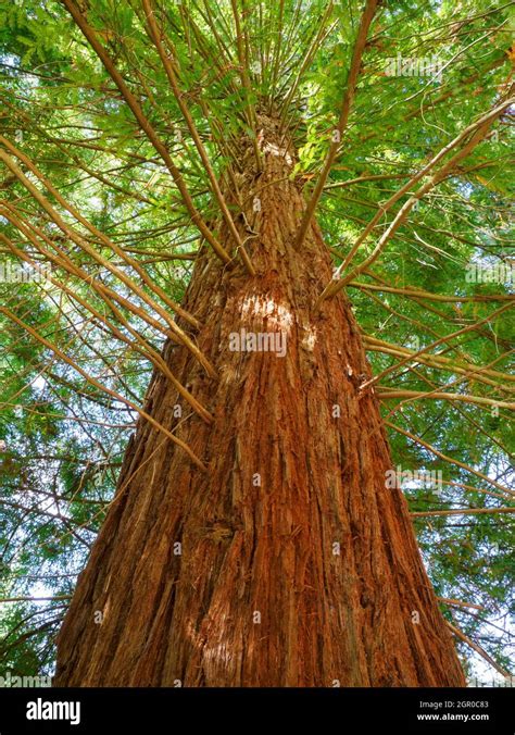 Coast Redwood Tree Fotos Und Bildmaterial In Hoher Auflösung Alamy