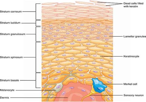 animal skin layers diagram  labels skin tissue layers layers