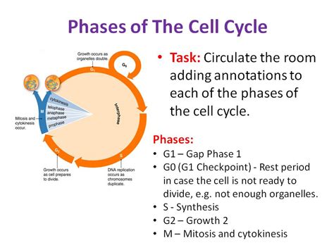 The Cell Cycle Mitosis OCR AS A Level Biology Teaching Resources