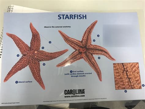 External Starfish Diagram Quizlet