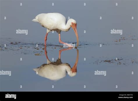 American White American White Ibis Eudocimus Albus Adult Feeding In