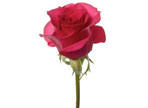 Hot Princess Rio Roses