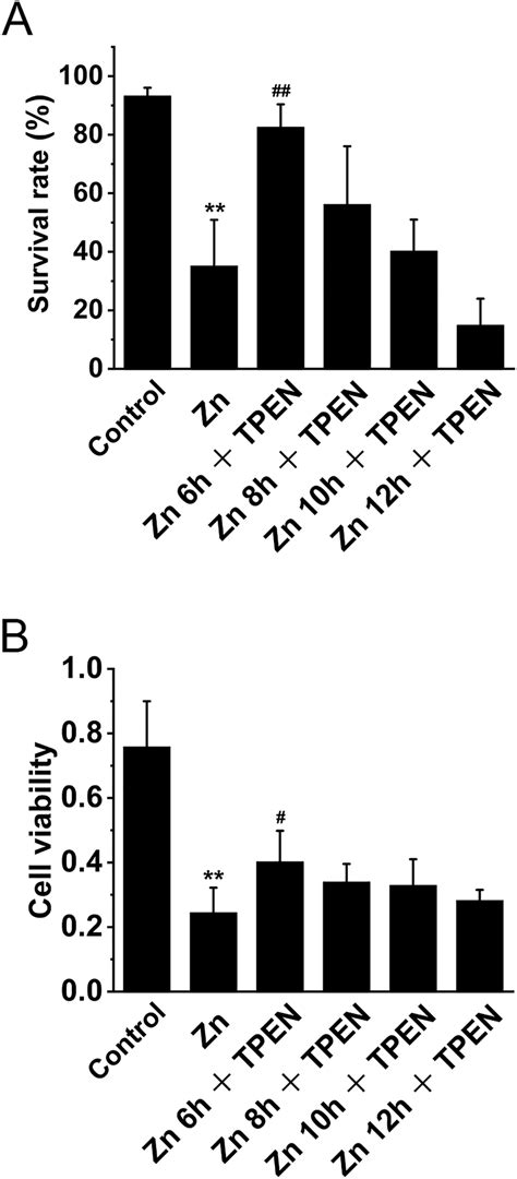 Effect Of Different Treatments On Survival Rate And Cell Viability In