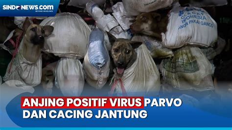 Polisi Akan Kembalikan Ratusan Anjing Yang Dikirim Ke Rumah Jagal Ke