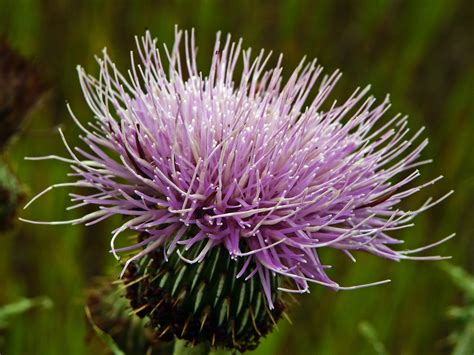 General What Is This Thistle Plant And How Do I Use Or Remove It