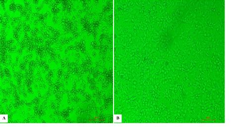 Figure 1 From Genomic Characterization And Pathogenicity Of A Novel