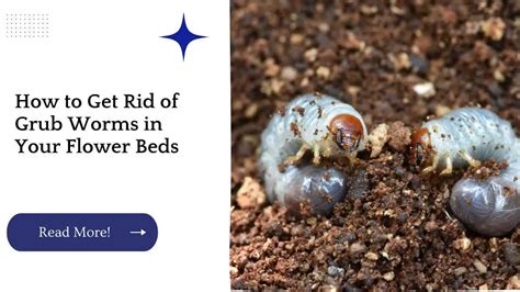 How to Get Rid of Grub Worms in Your Flower Beds – Unified Garden