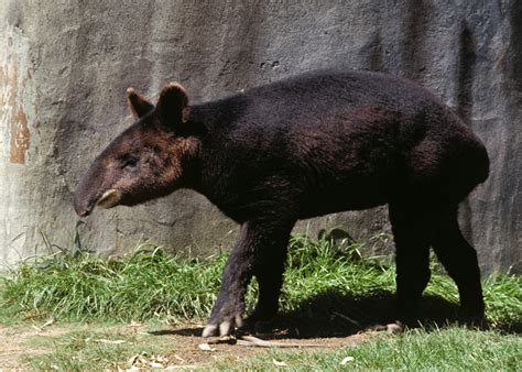 Mountain Tapir