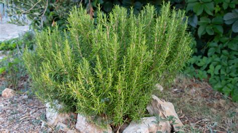 How And When To Prune A Rosemary Bush