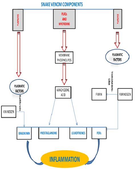 Probable mechanism of myotoxin. | Download Scientific Diagram