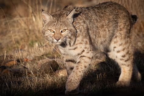 Young Bobcat - Erin Gatfield Photography