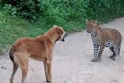 Leopard Vs Dog Fight In Rajasthan Viral Video Is Going On Social Media