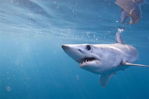 Shortfin Mako Shark Wallpapers Wallpaper Cave