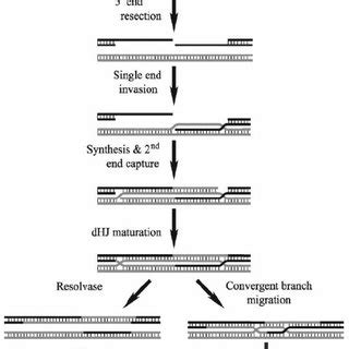 Synthesis Of A Topologically Constrained Double Holliday Junction