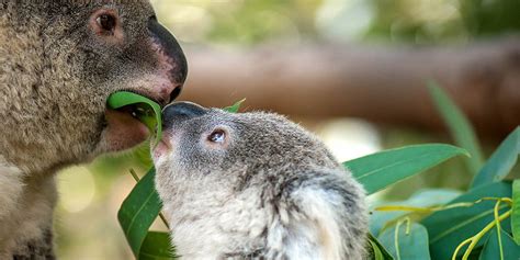 AUSTRALIAN WILDLIFE IS A MUST DO IN AUSTRALIA