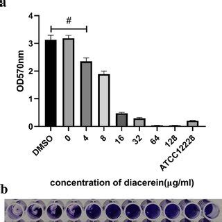 Diacerein Affects The Initial Adhesion Stage And Early Stage Of